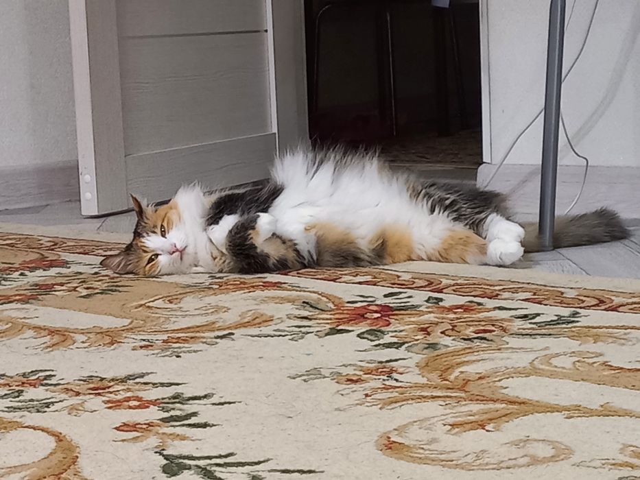 Отдам кошку в хорошие руки