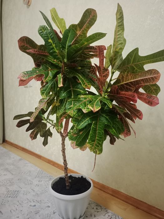 Кротон комнатный цветок