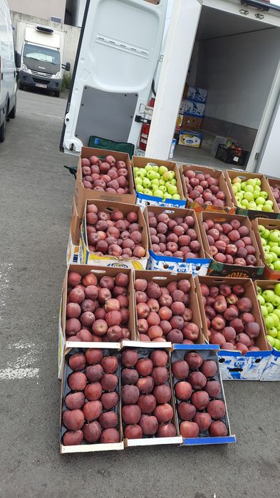 Mere de vânzare ! Golden și bot de iepure