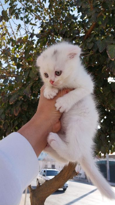 Шотландский вислоухий мушук болалари