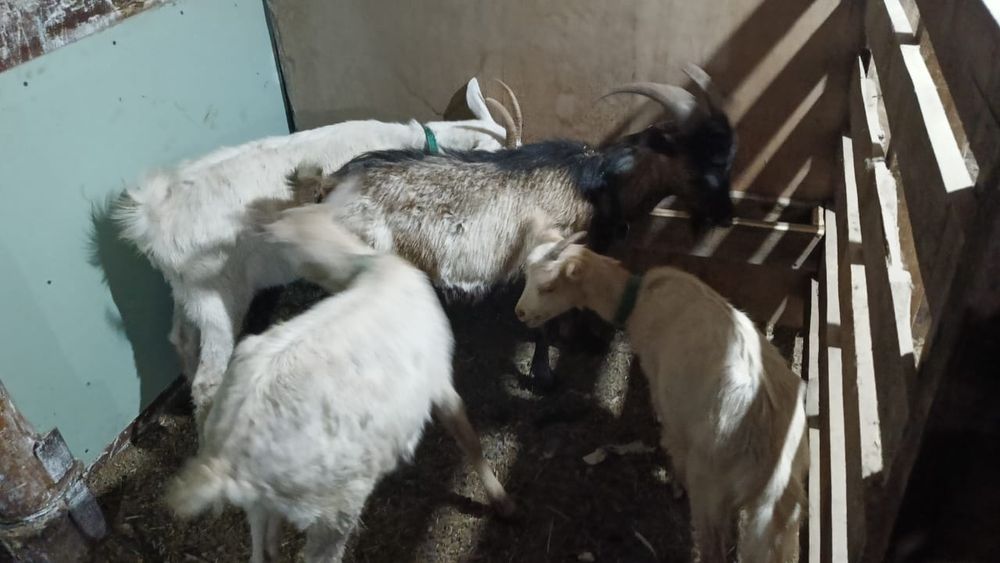 Продам Альпийских коз
