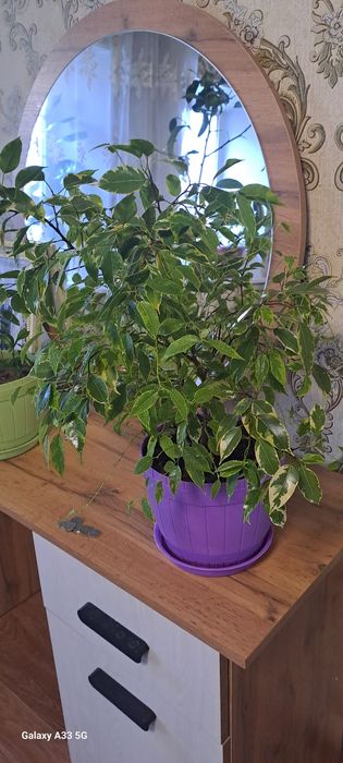 Фикус бенжамина продам комнатное рас тение ,