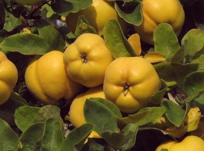 Pomi Fructiferi deosebiti  gutui cydonia