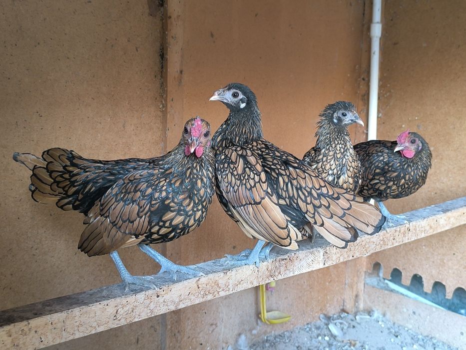 Сибрайт товуклар