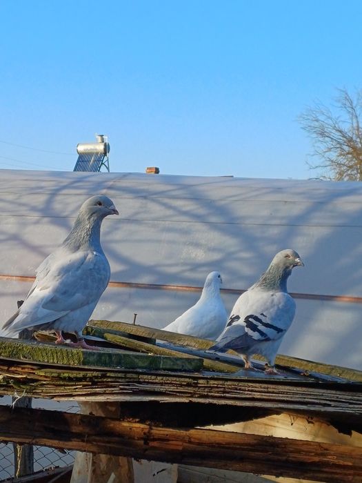 porumbei standard de vanzare