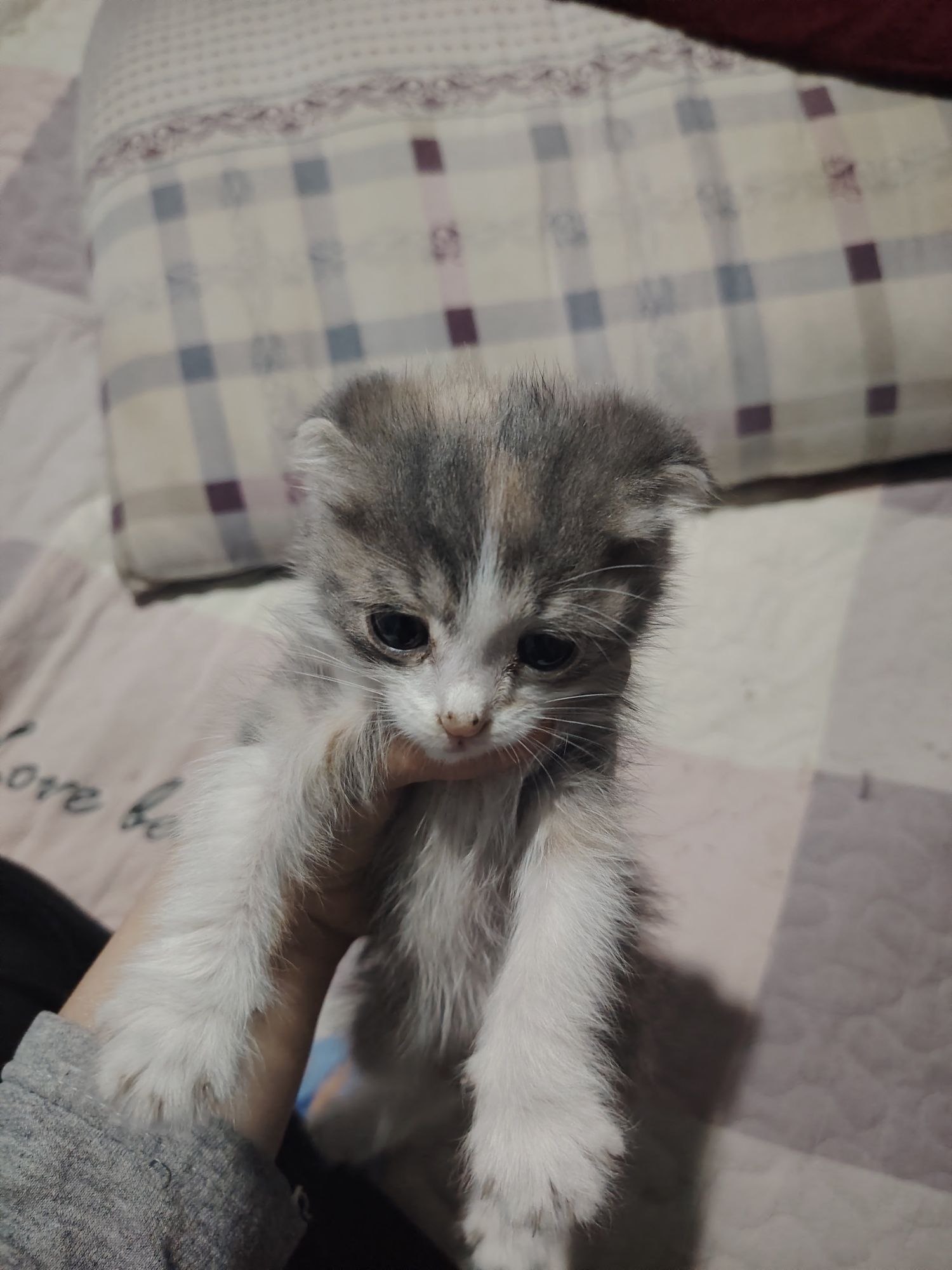 mushukchalar 2 oyli Scottish Fold