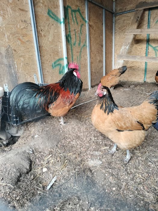 Vând o famile de vorwerk 1+3 și 2 cocoși austrolop și 4 găini