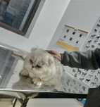 Pisicute British shorthair chinchilla