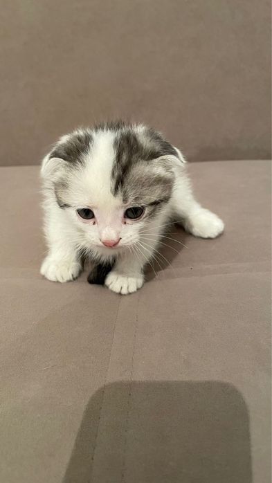 Продаеться кошки Вислоухи