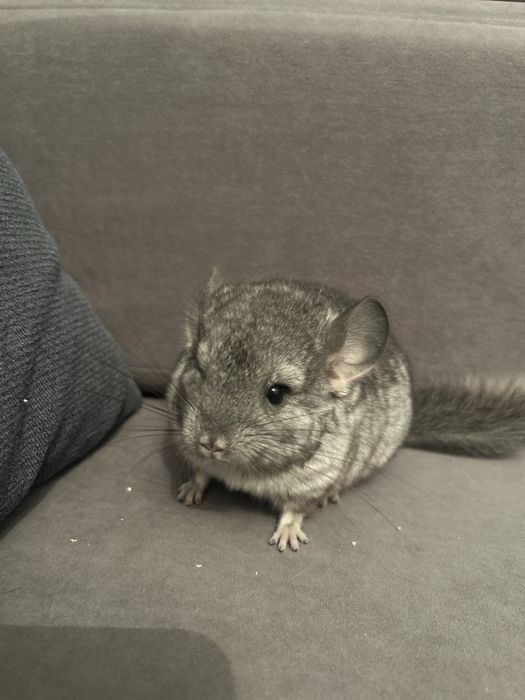 Шиншилла+ приданное