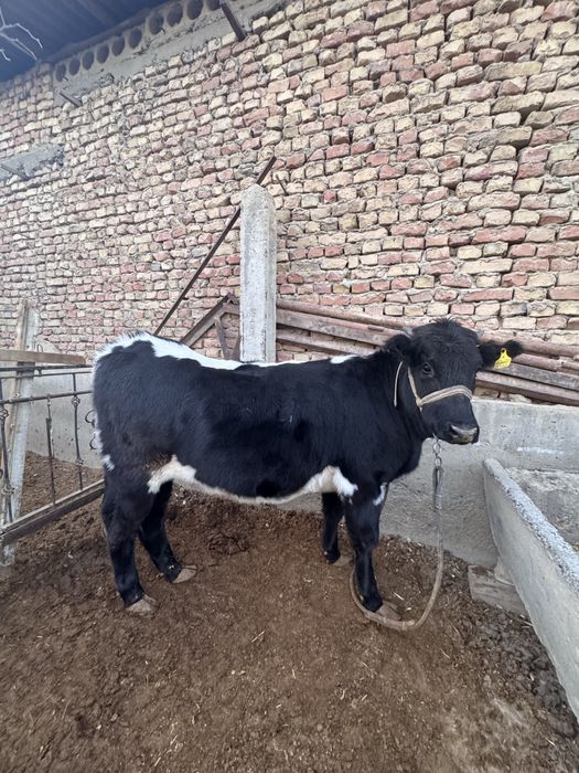 2ta tanalar sotiladi