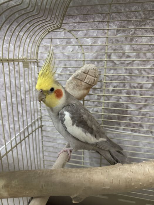 Продам попугая корелла