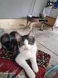 Отдам даром котят