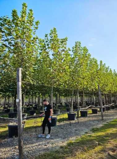 Arțar, tei și mesteacăn alb – combinații ideale pentru grădini