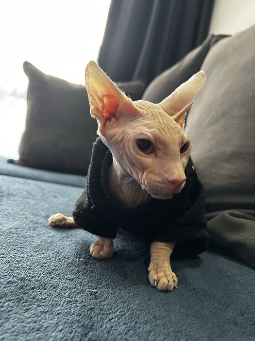 Канадски сфинкс