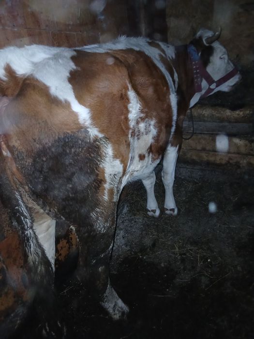 Vând vaca la prima fatare gestanta din nou in 4 luni.
