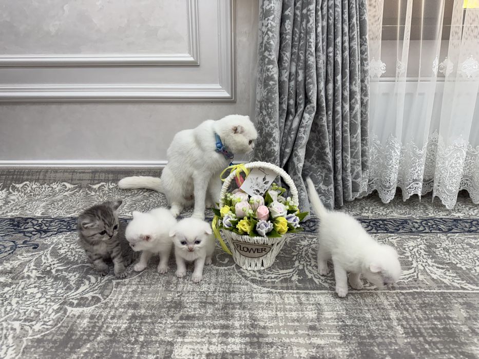 Продаются котята в Самарканде. Ласковые очень игривые и послушные.