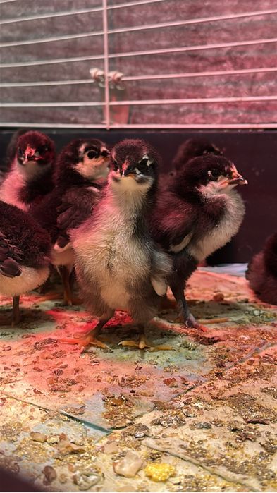 Vand pui rasa Australorp