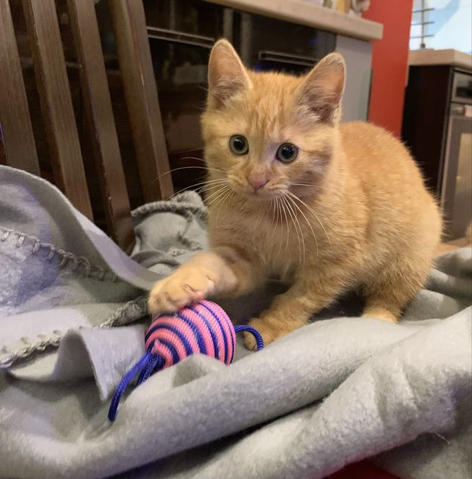 Рижо коте, мъжко