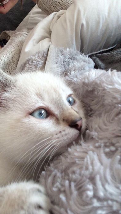 Ragdoll activ si jucaus