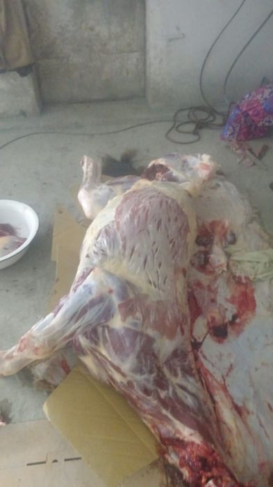 Услуги касапшы мясник.ет жиликтеу кой сиыр жылкы