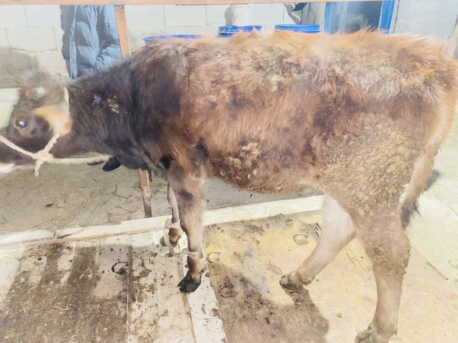 Тана сатылады