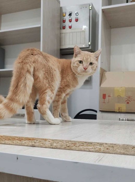 Персиковый котик ищет дом