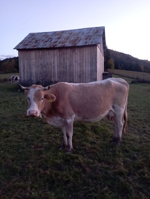 Vând vacă de lapte