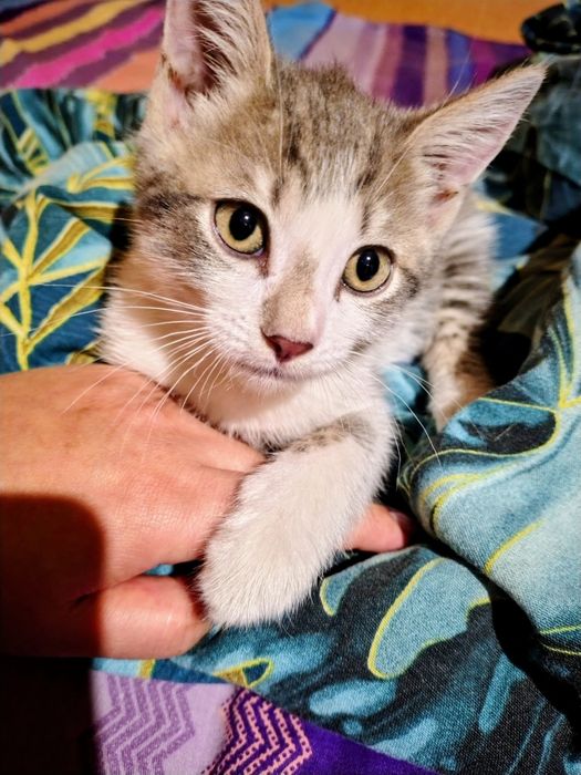 Отдам котенка мальчик