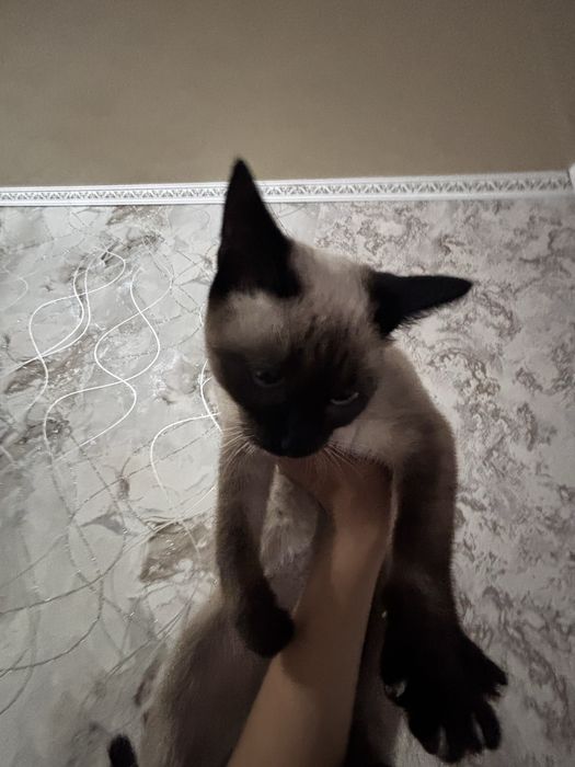 котенок девочка сиамская