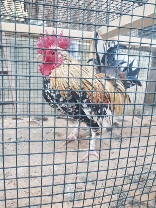 Cocoși pitici japonezi