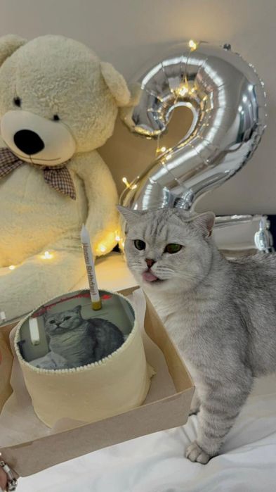 Кошка британская