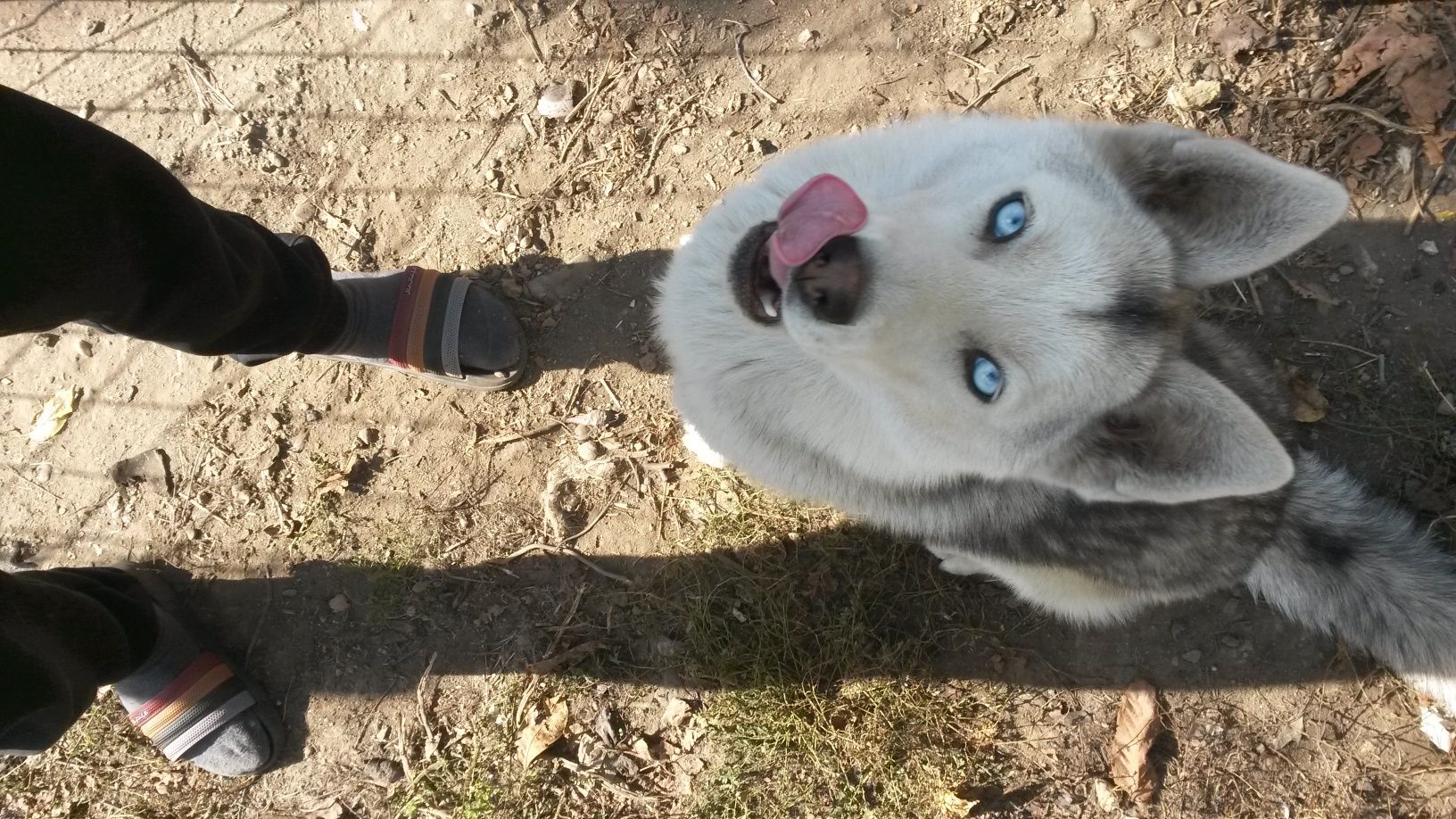 Donez husky, spre adoptie