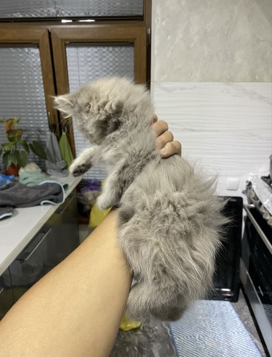 Кошка с гарантией
