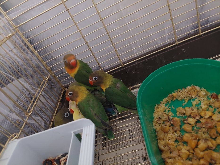 неразлучники и волнистые