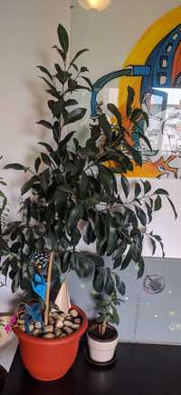 Ficus Benjamina,  Inaltime 105 cm