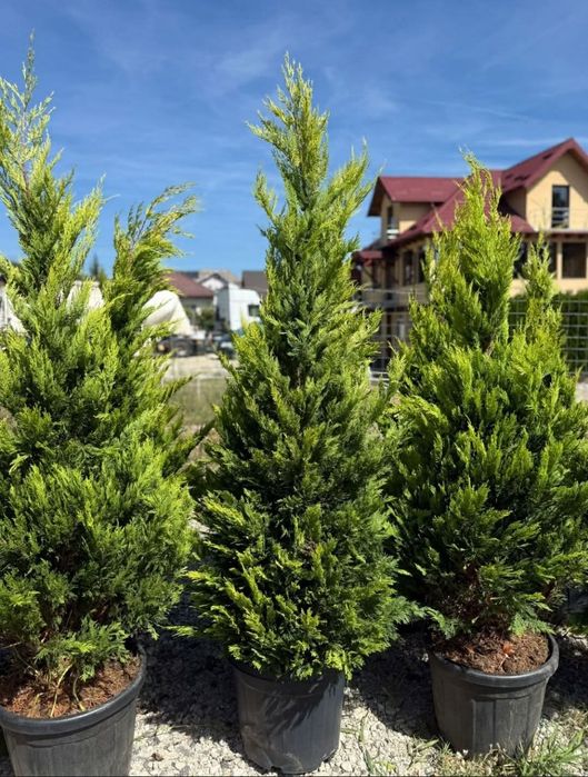 Cupressus leylandii 2.5m - 3m gard viu verde veșnic natural/ en-gros