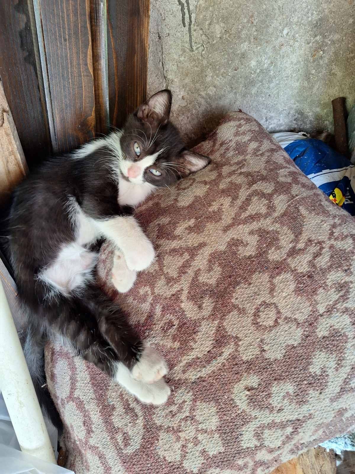 Подарявам котенца
