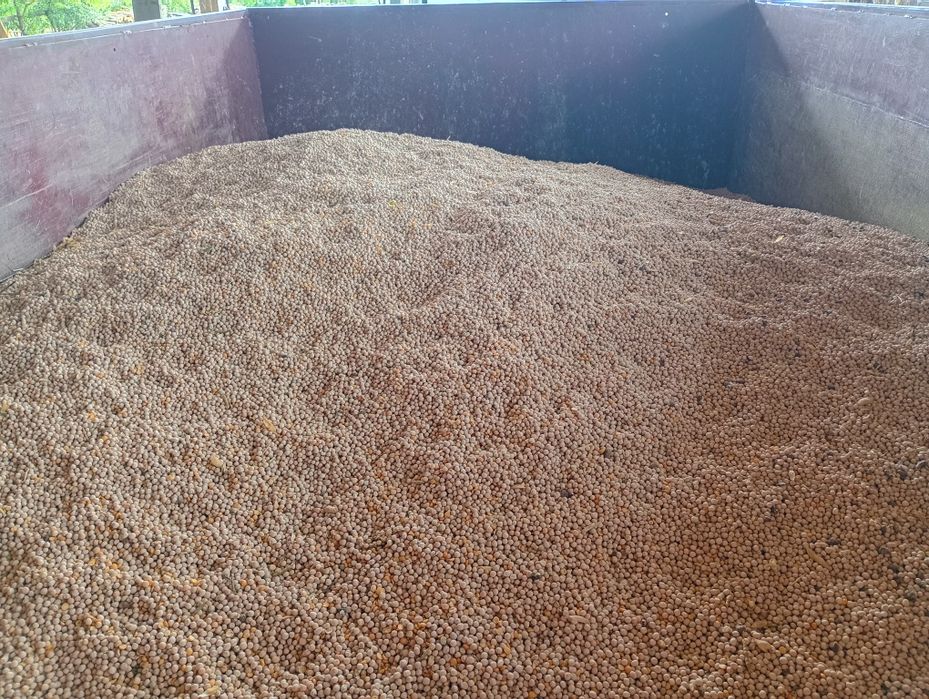 Mazăre furajeră producție 2025