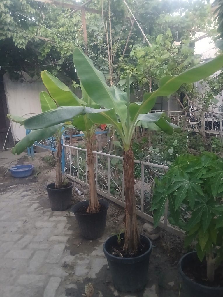 Banan ko‘chatlari sotiladi