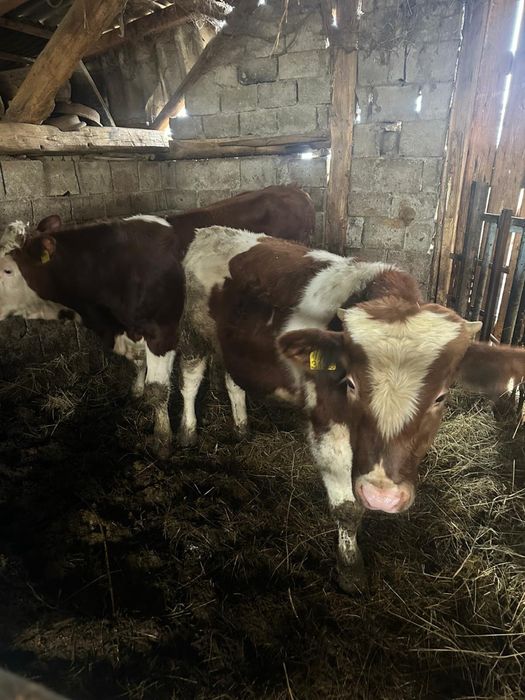 Vand 2 taurasi Baltati