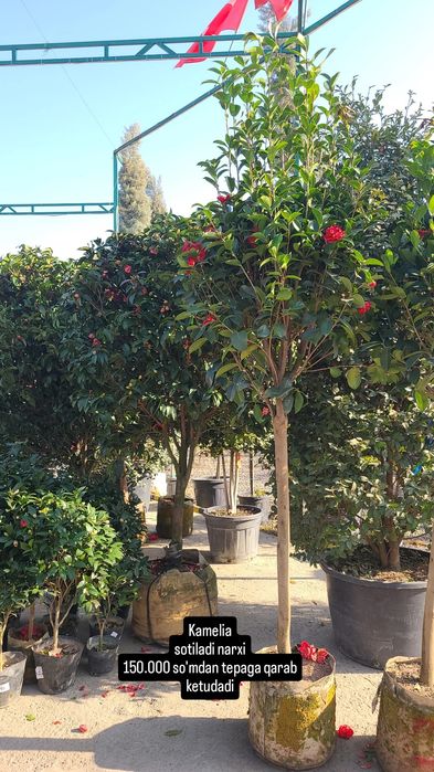 Kamelia gulla sotiladi