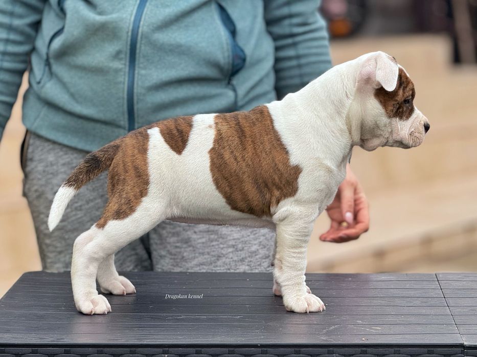Amstaff rasă pură cu pedigree