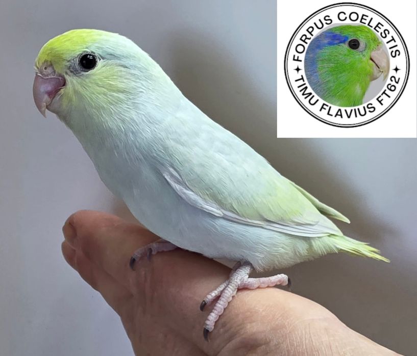 Papagali forpus coelestis