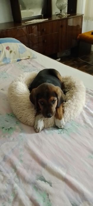 Бебе на 3 мес,зв.аво и игриво