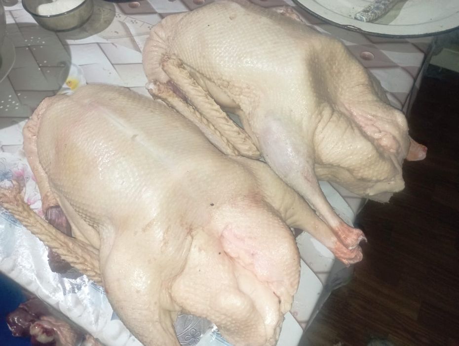 Продам мясо гусей