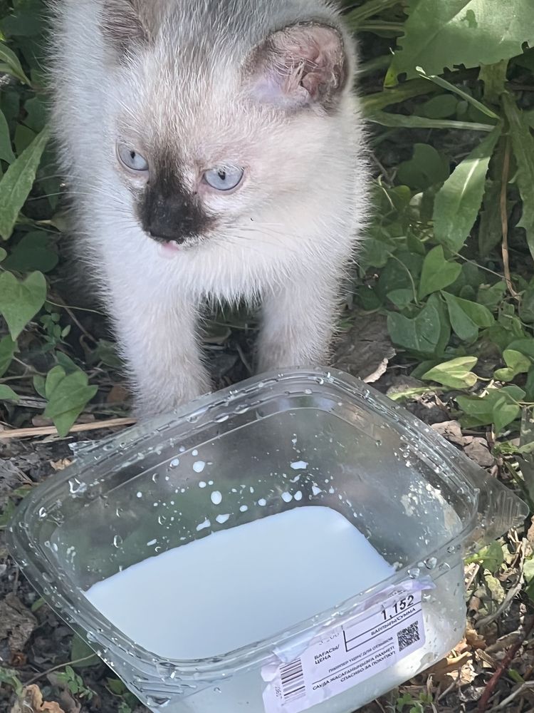 Котенок 2,5 месяца