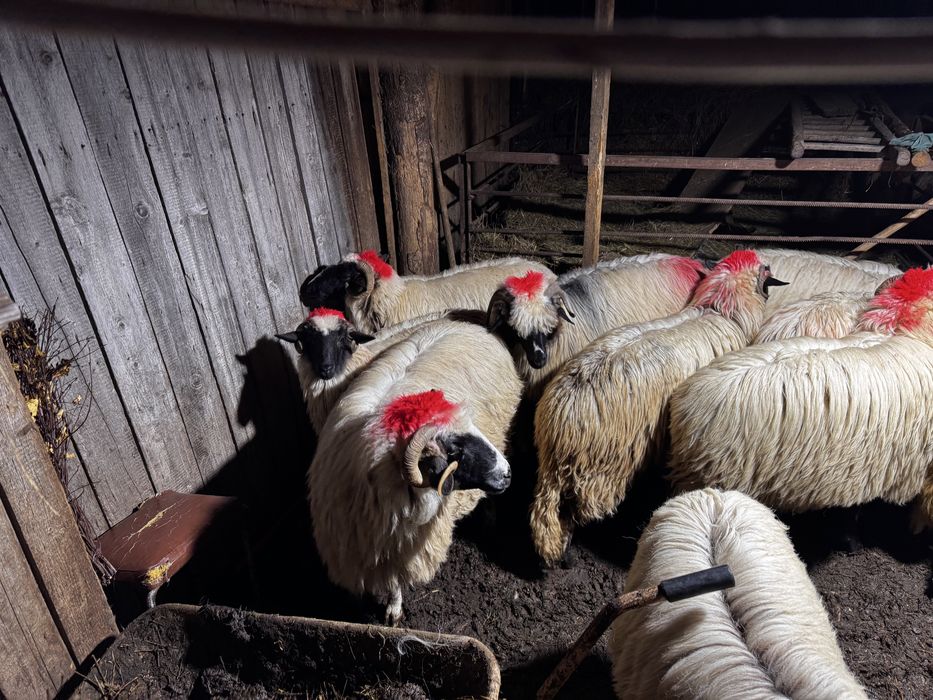 Vand miori si noatine breze