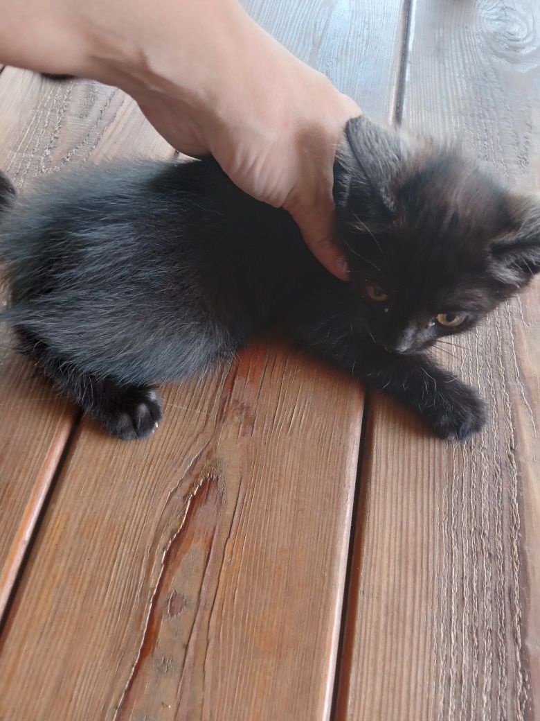 Отдам      котенка