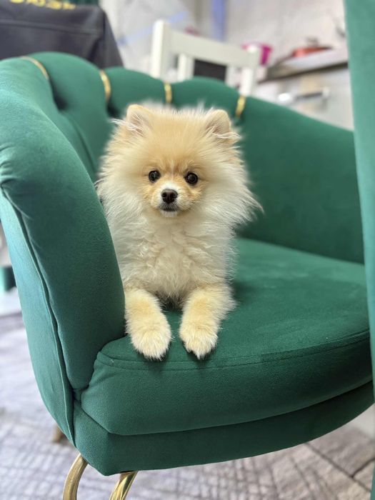 Vând caine rasa Pomeranian